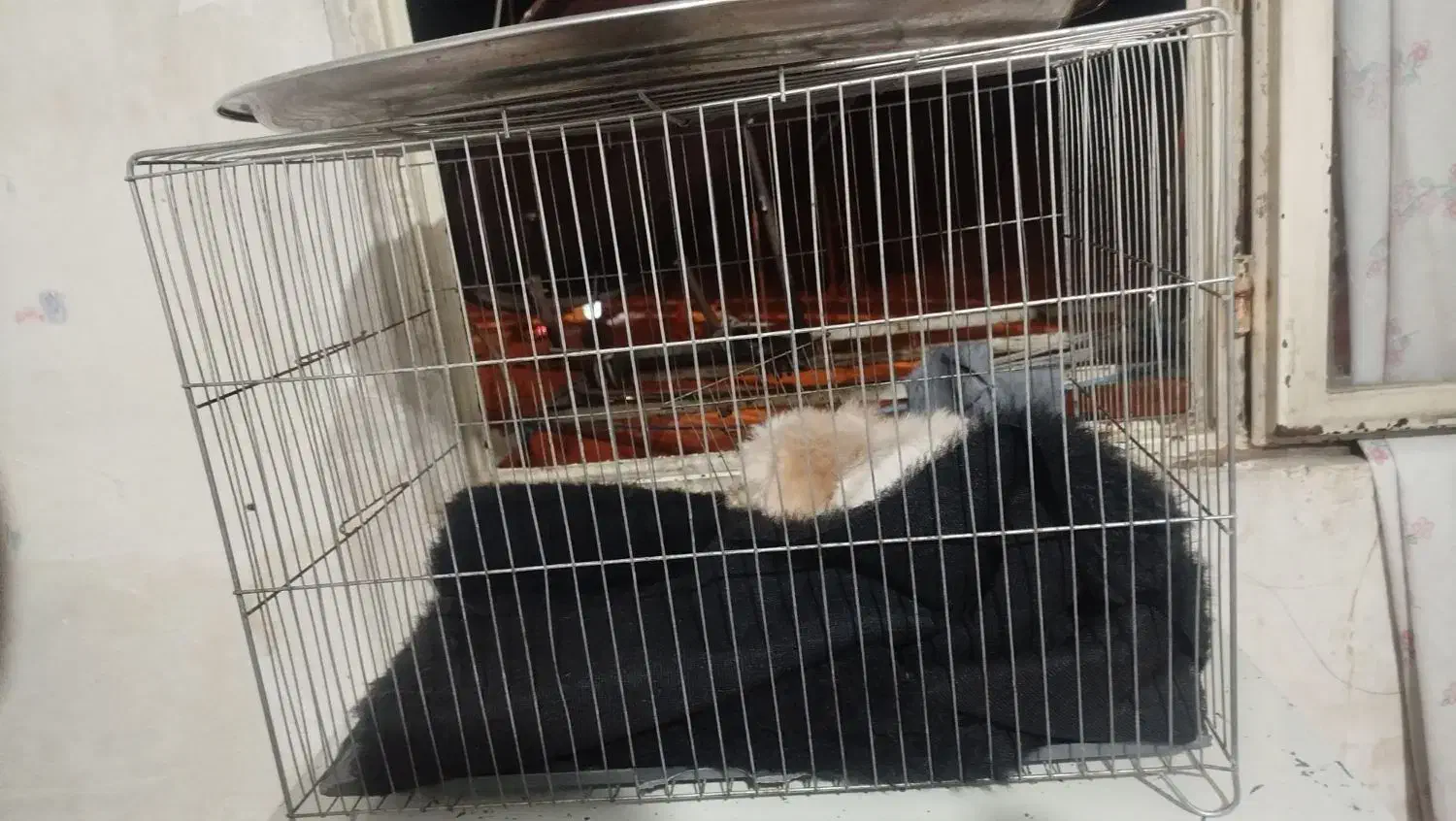قفس بزرگ برای سگ و پرنده|لوازم جانبی حیوانات|سنندج, |دیوار