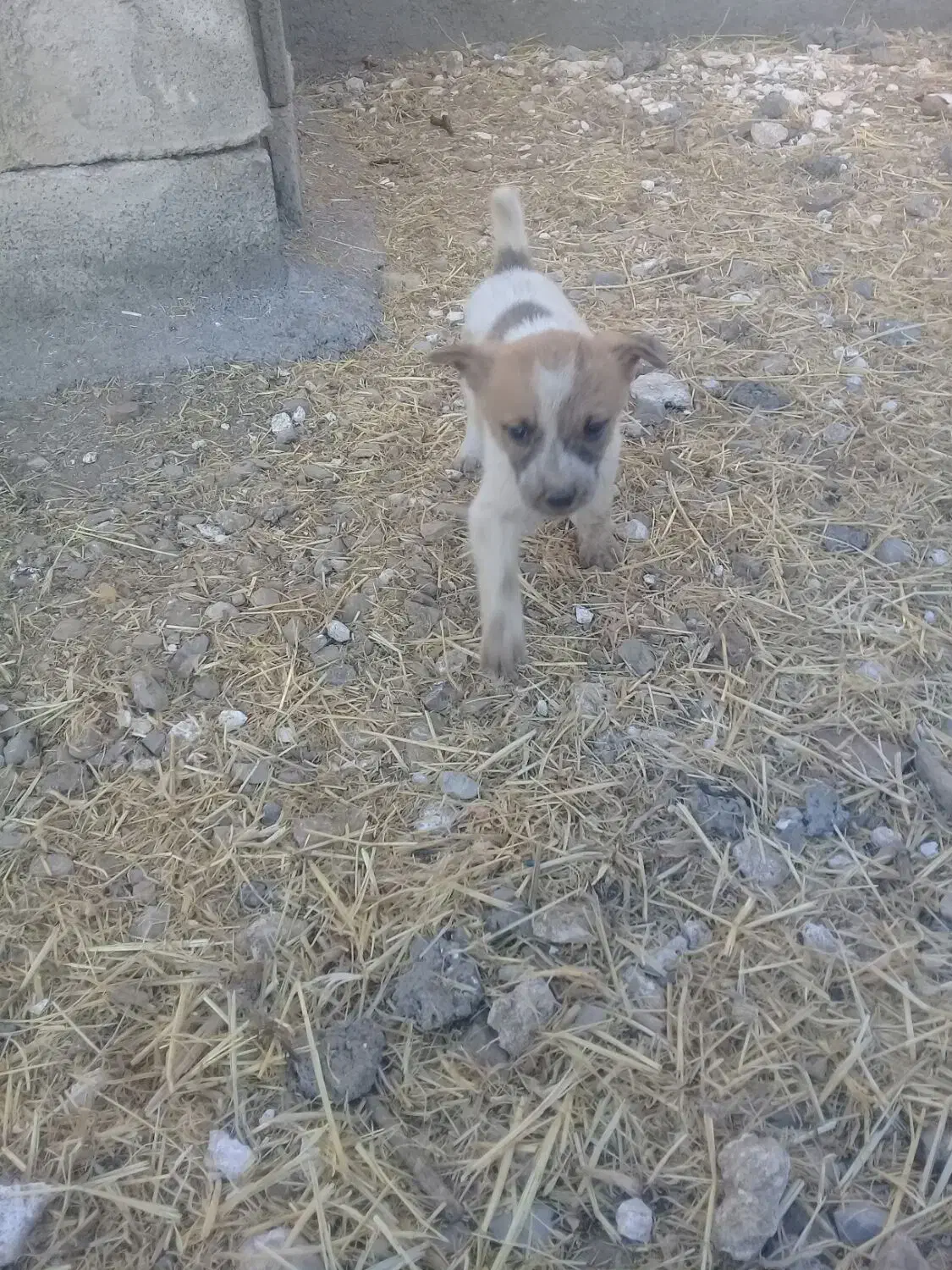 واگذاری چند عدد تو ل ه سگ|سگ|کرمانشاه, |دیوار