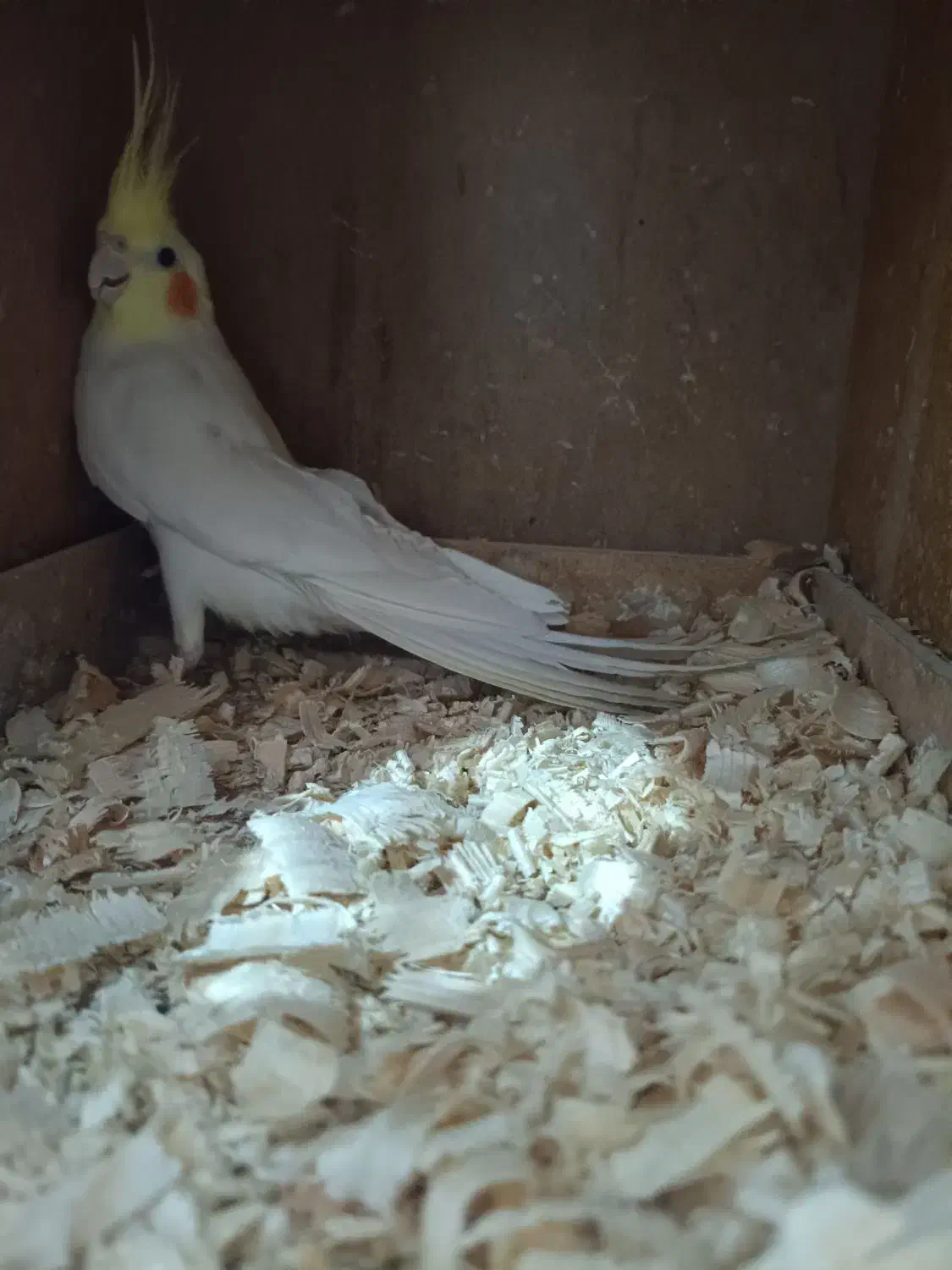 طوطی عروس|پرنده|چهارباغ, |دیوار