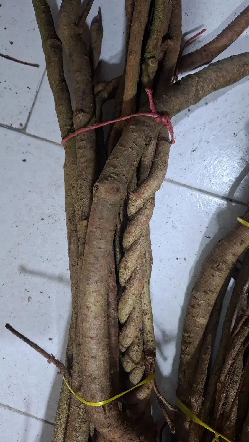 شاخه های درخت چنگل جنگلی|خدمات باغبانی و درختکاری|رشت, چله خانه|دیوار