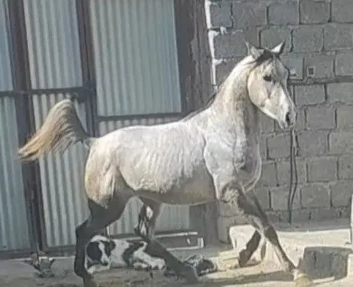 اسب نریان عرب|اسب و تجهیزات اسبسواری|چادگان, |دیوار