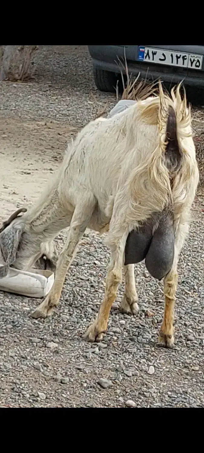 بز شیری|حیوانات مزرعه|جیرفت, |دیوار