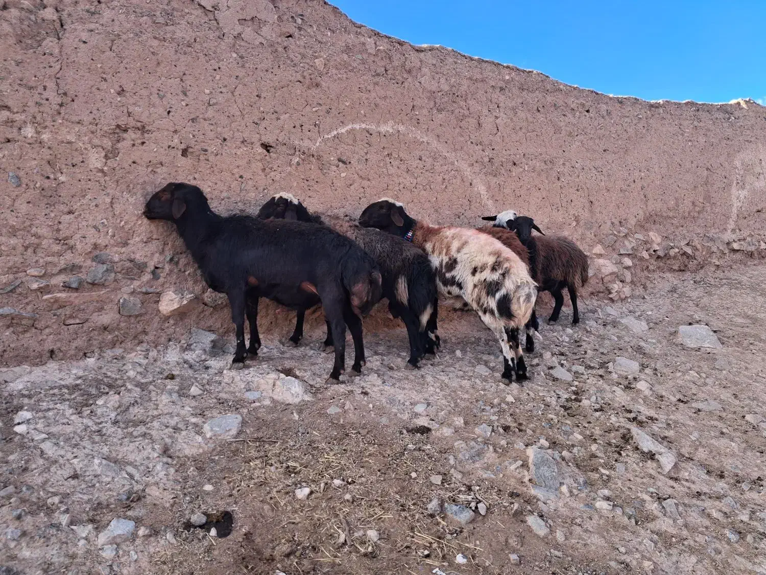 ۴ راس قوچ و بره قوچی|حیوانات مزرعه|تربتحیدریه, پائین ولایت|دیوار