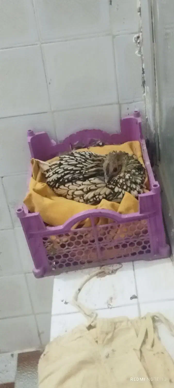 مرغ مینیاتوری کرپ زینتی|حیوانات مزرعه|مسجد سلیمان, |دیوار