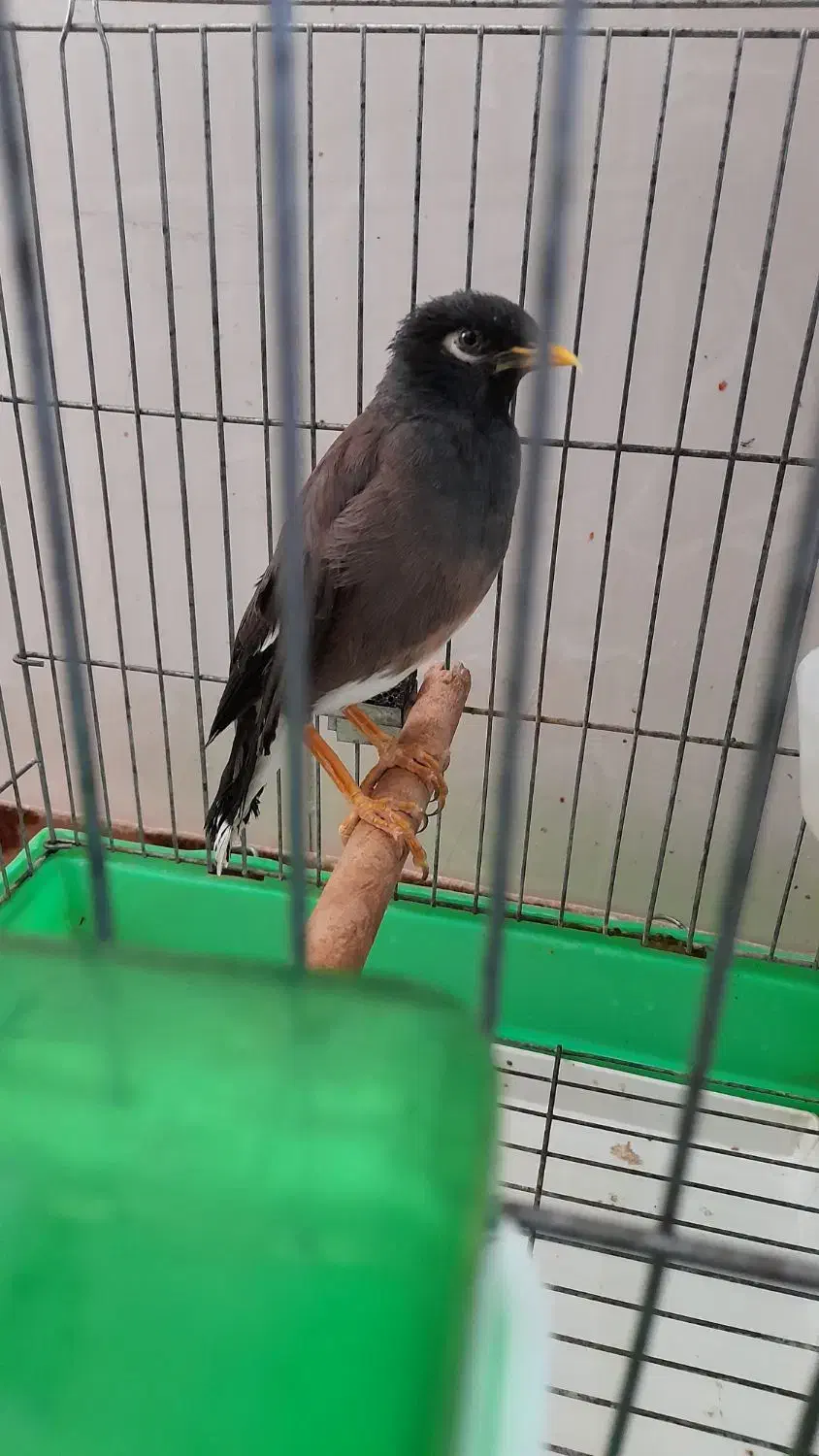 فروش یا معاوضه مرغ مینا|پرنده|فسا, |دیوار