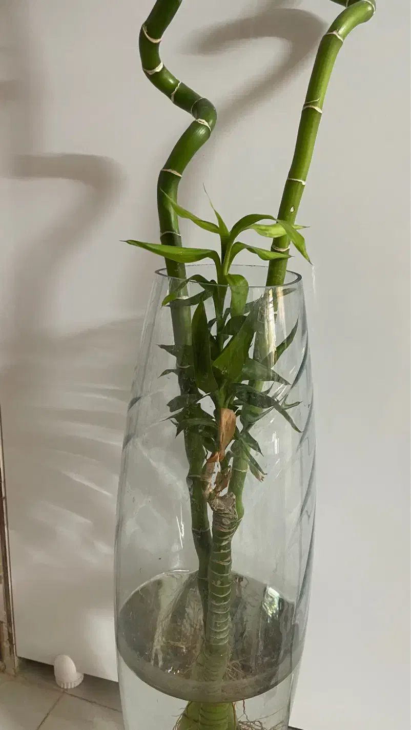 گل بامبویانمادثروت|گل و گیاه طبیعی|کازرون, |دیوار