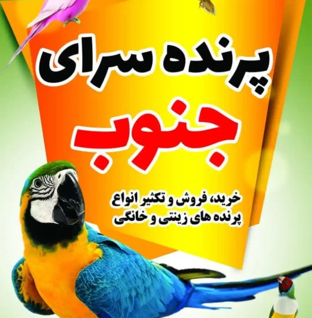 عروس هلندی سخنگو|پرنده|رامشیر, |دیوار