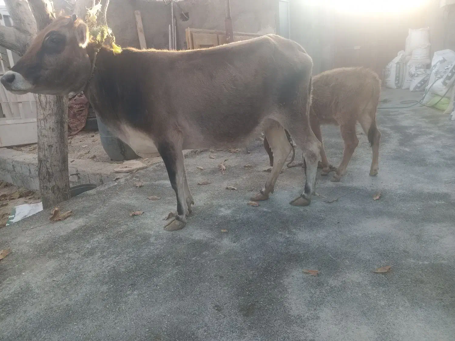 گاو باگوساله|حیوانات مزرعه|دهق, |دیوار