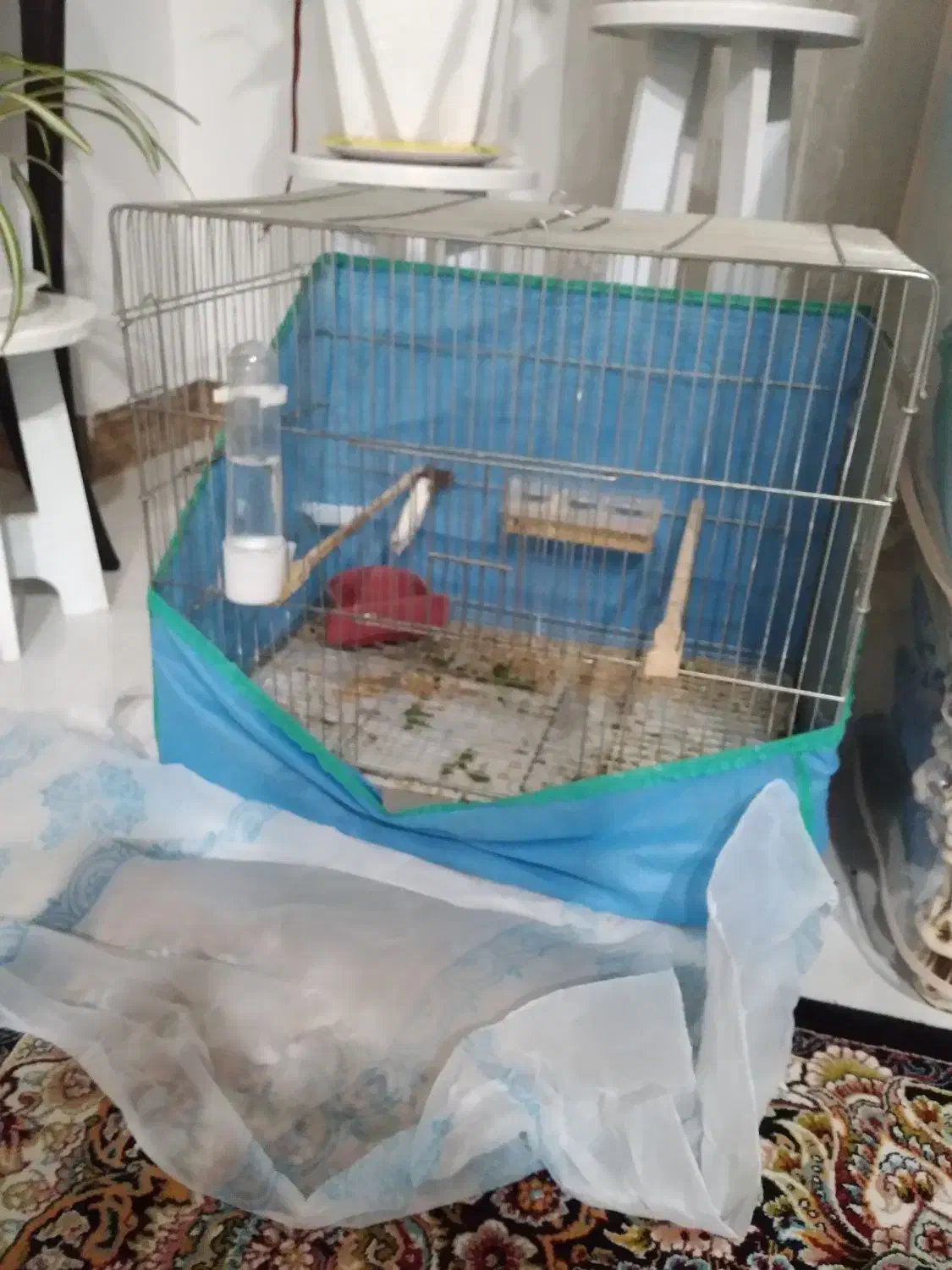 یک عدد طوطی عروس پیدا شده|پرنده|رشت, پاستوریزه|دیوار