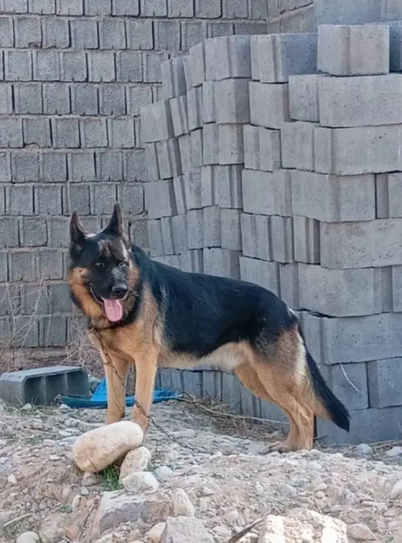 ژرمن کلاسیک نر|سگ|لار, |دیوار