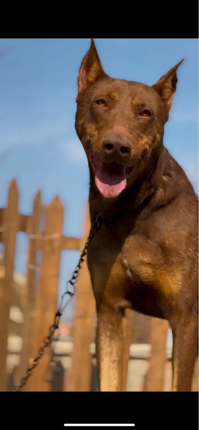 دوبرمن سگ نگهبان گارد روتوایلر|سگ|تهران, توحید|دیوار