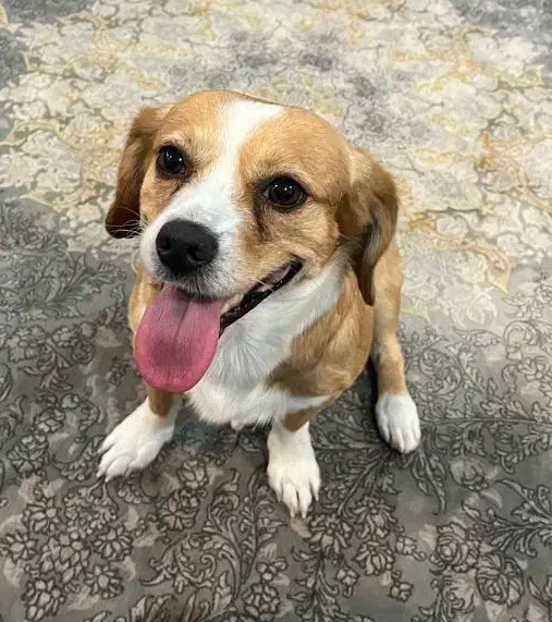 واگذاری سگ خونگی|سگ|اهواز, گلستان|دیوار