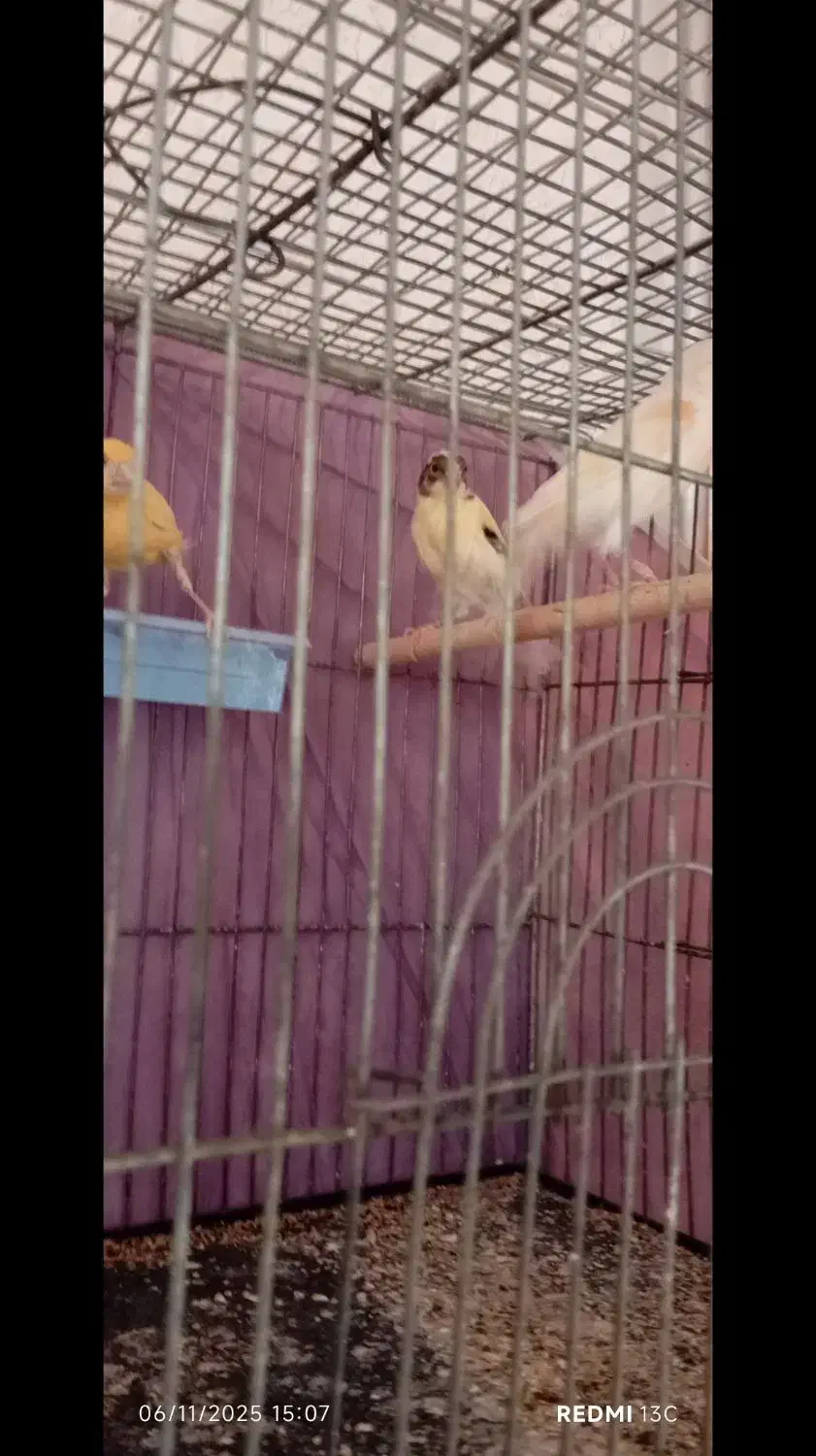 3عدد قناری|پرنده|تربتحیدریه, پائین ولایت|دیوار