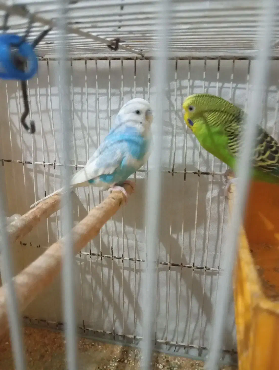 مرغ عشق وفنچ|پرنده|شیروان (خراسان), |دیوار