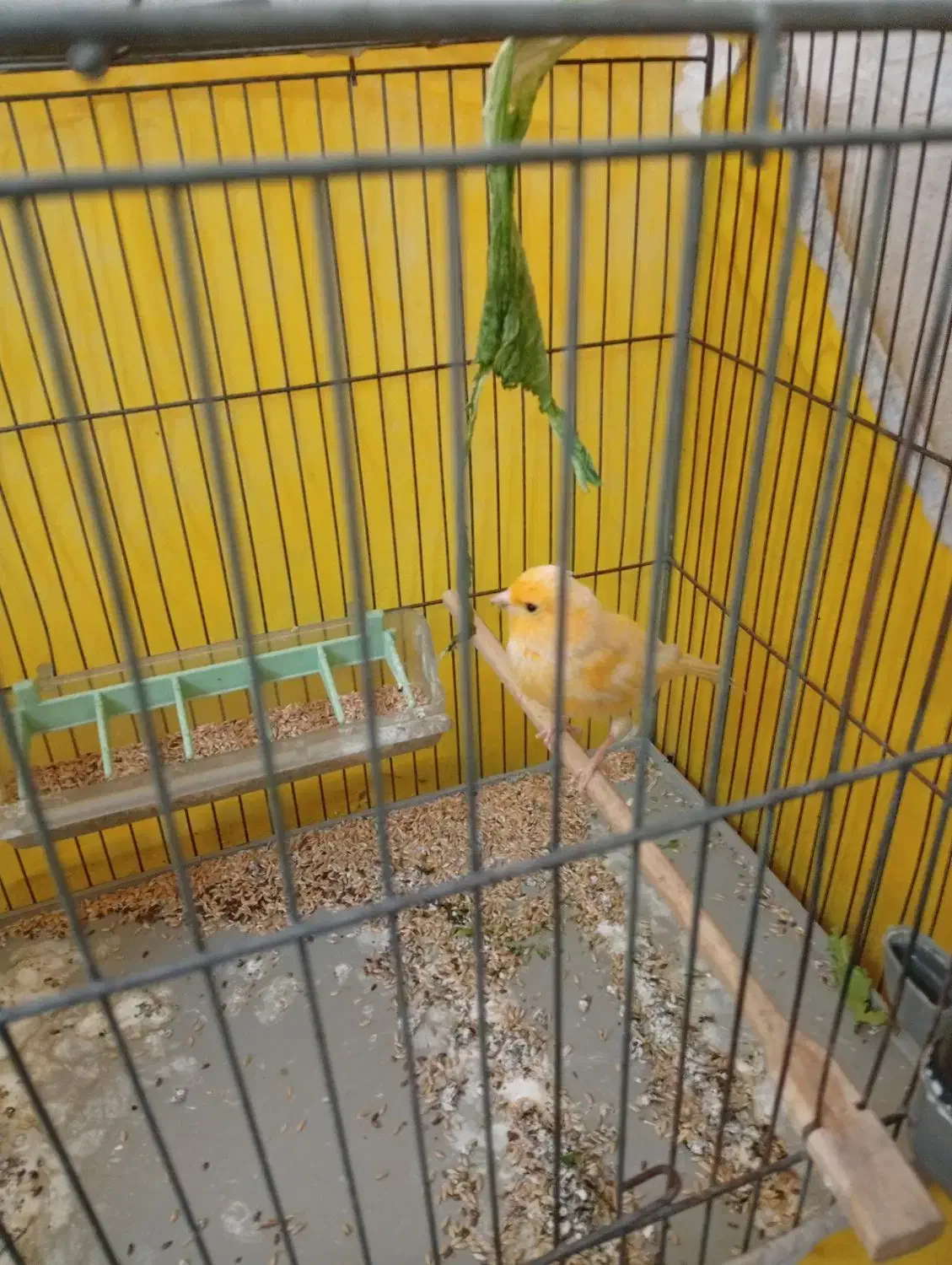 قناری پرتغالی نر|پرنده|الوند, |دیوار