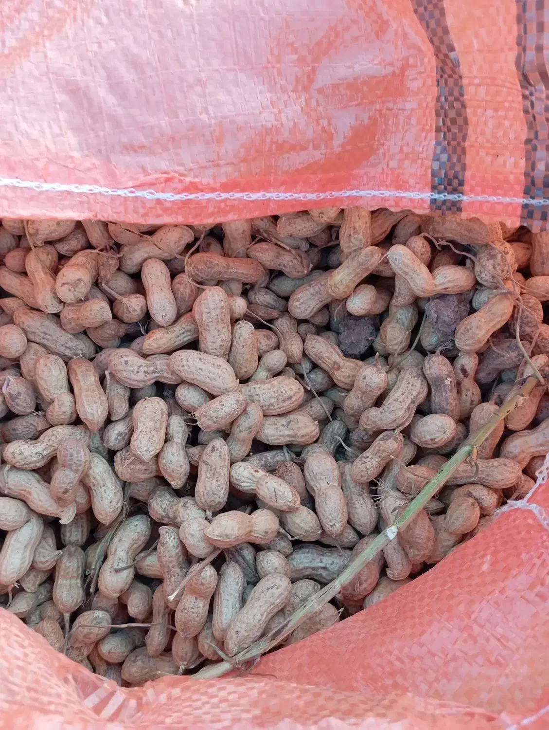 فروش بادام زمینی گلی درجه یک ق98ت|عمدهفروشی|اصلاندوز, |دیوار