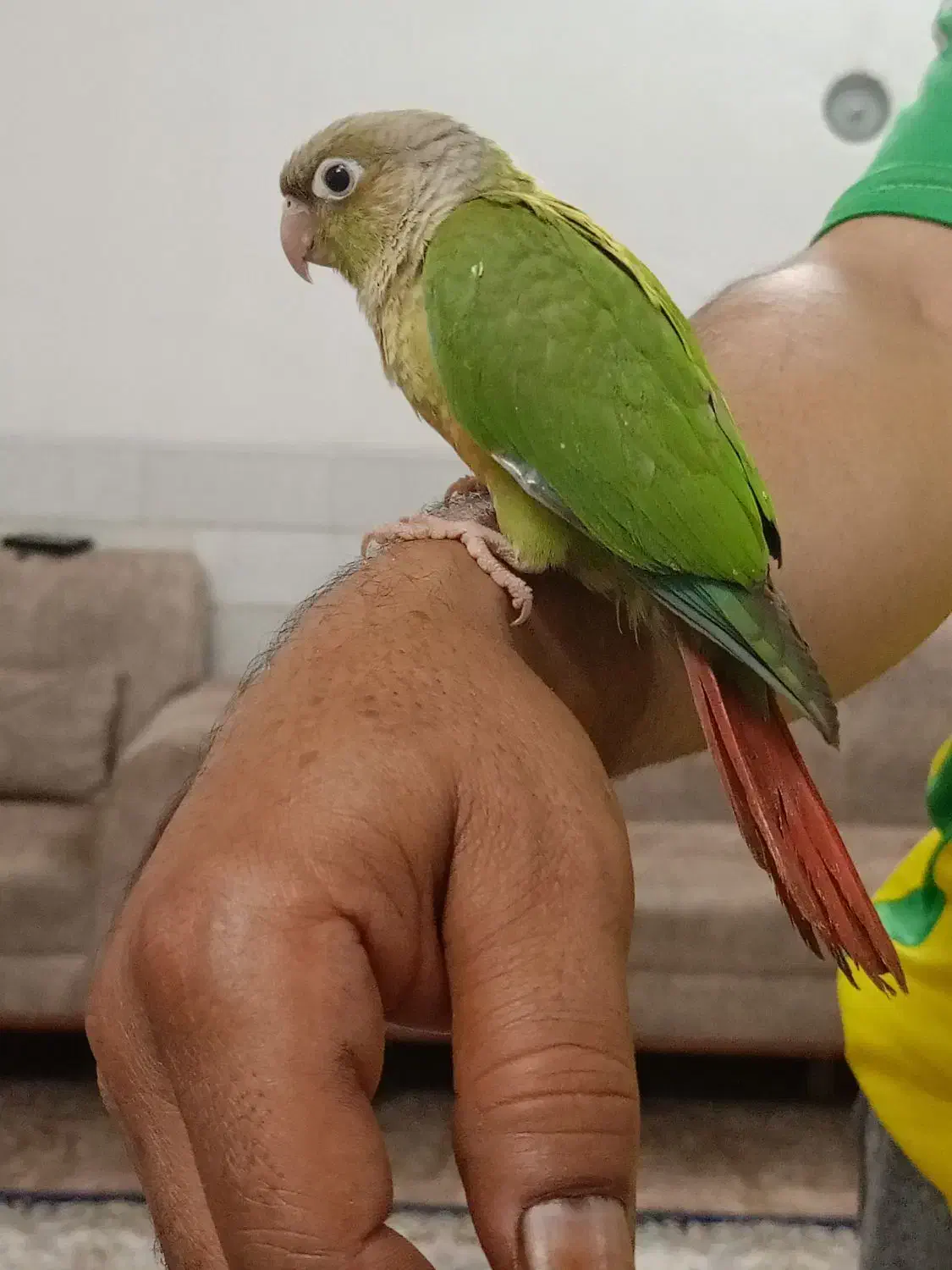 گرینچیک اناناسی|پرنده|میبد, |دیوار