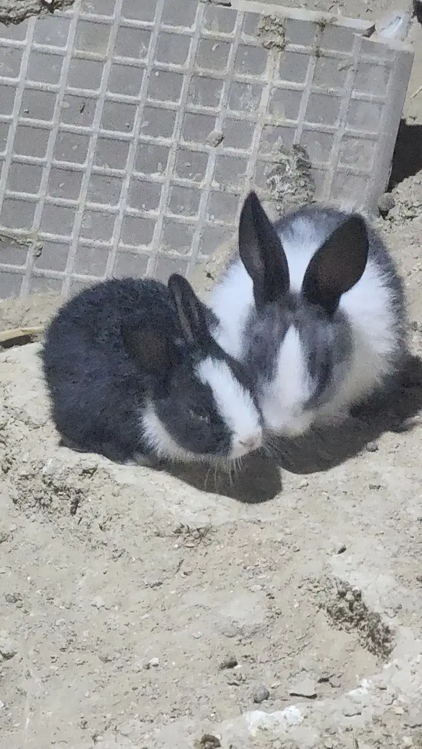 خرگوش کوچک قشنگ|موش و خرگوش|قشم, |دیوار