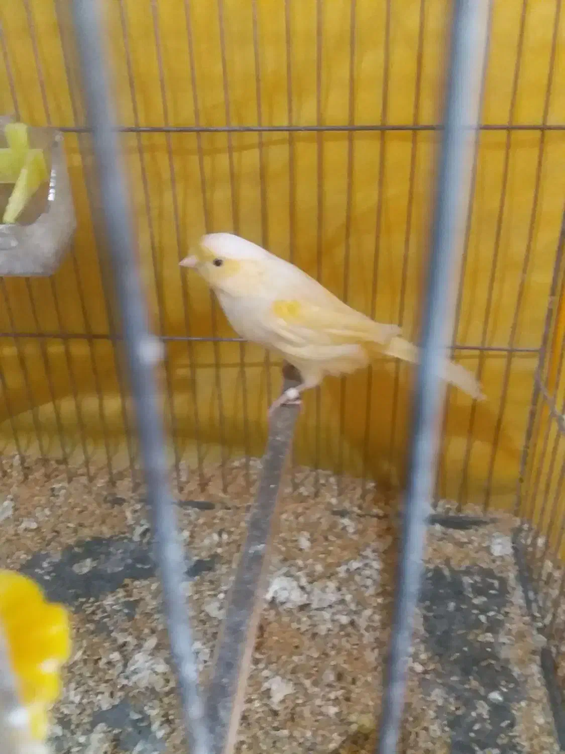 قناری نر ماده به شرط|پرنده|ساوه, |دیوار