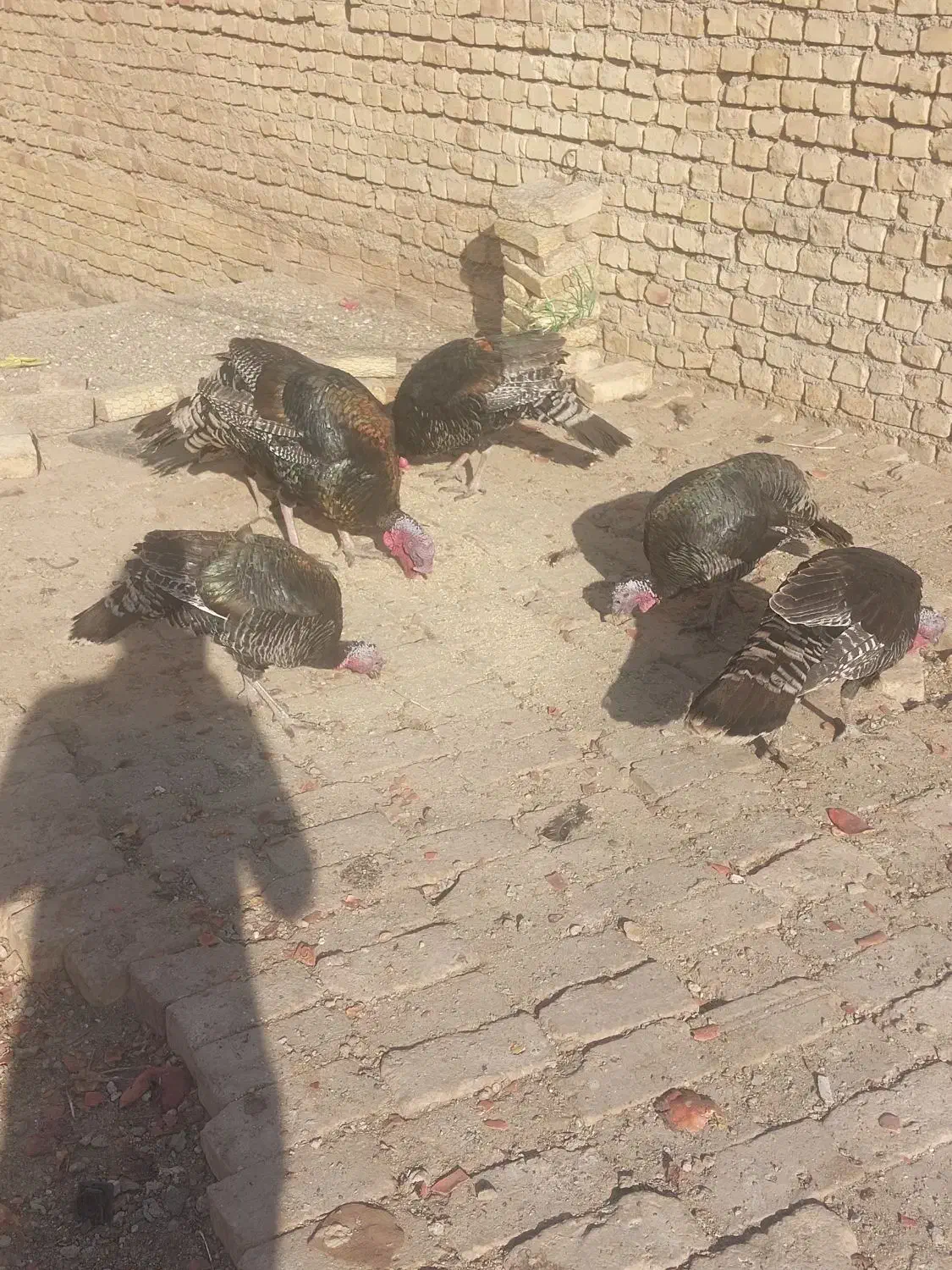 فروش بوقلمون|حیوانات مزرعه|یزد, |دیوار