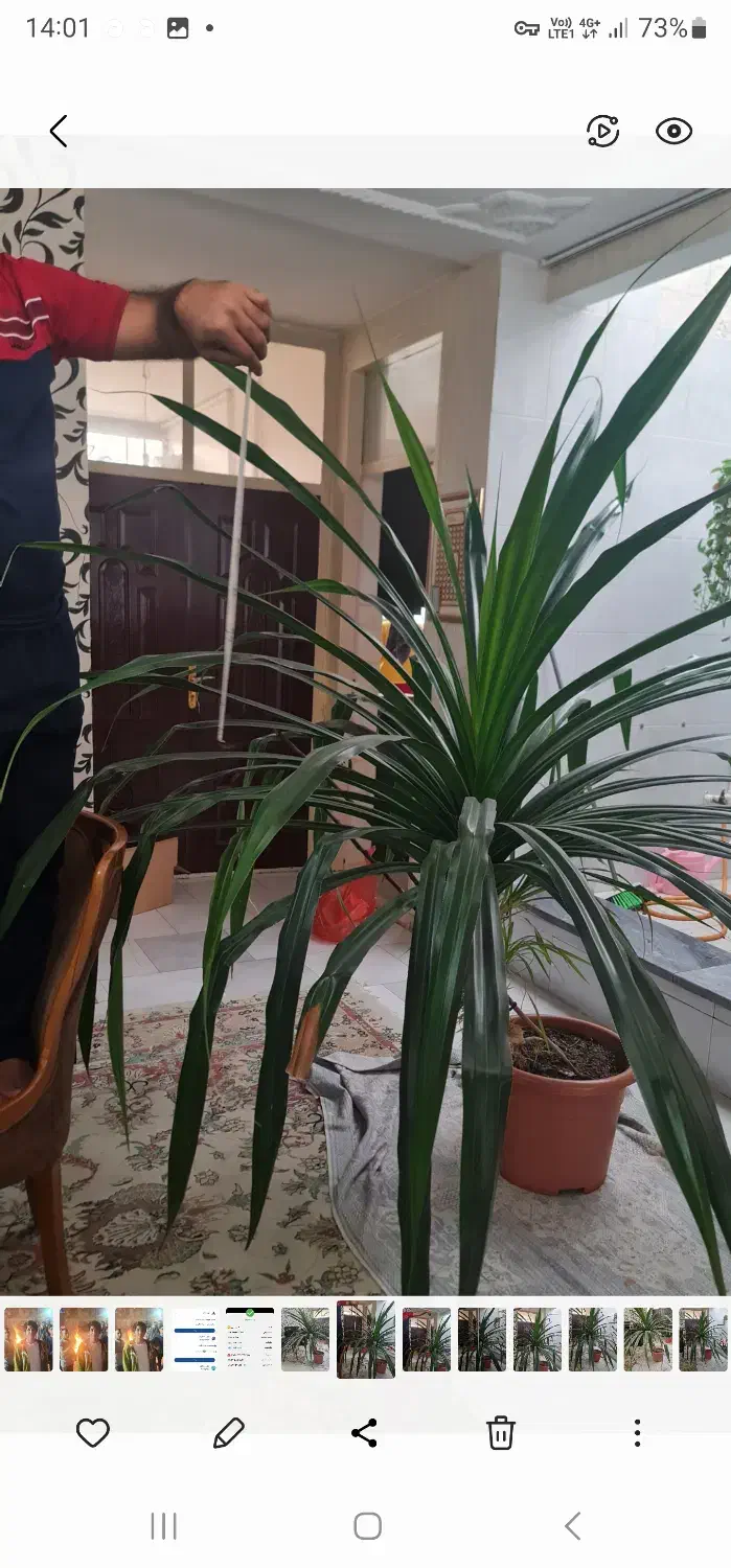 گل پاندانوس|گل و گیاه طبیعی|شهریار, کرد امیر|دیوار