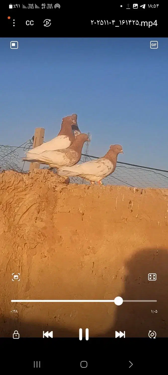 کفتر کله زرد  نر|پرنده|ششطراز, |دیوار