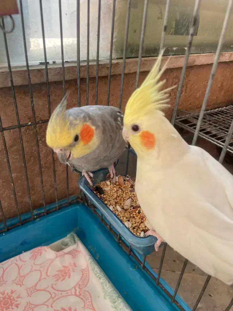 عروس هلندی|پرنده|تهران, سردارجنگل|دیوار