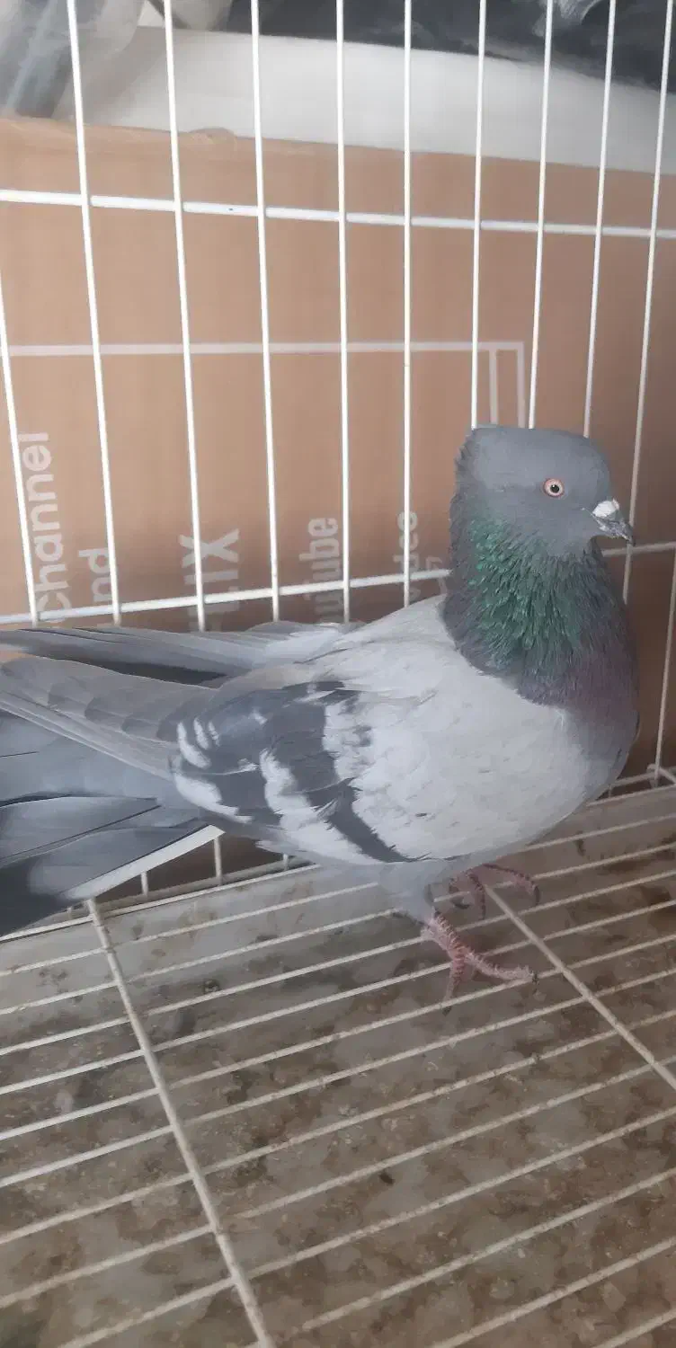 سبز کاکلی|پرنده|فردیس, نسترن شرقی|دیوار