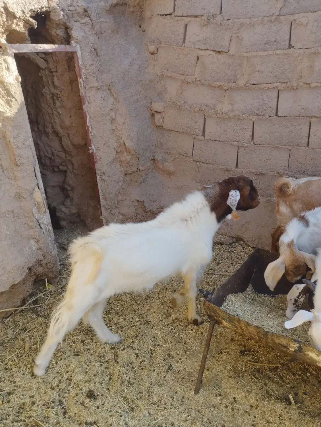 دو عدد بزغاله نر یک عدد بره ماده|حیوانات مزرعه|طبس, |دیوار
