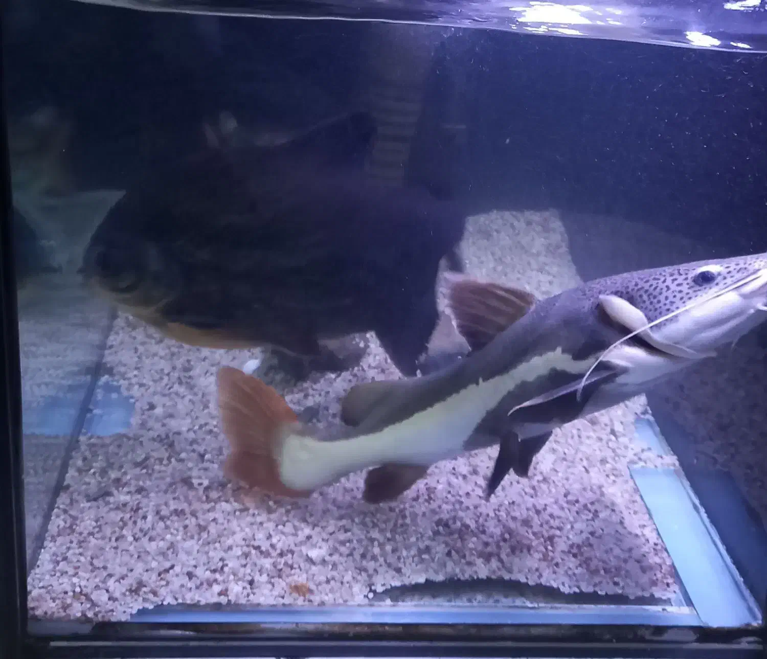 ماهی ردتیل بزرگ و اکواریوم درجه ۱|ماهی|شاهین‌شهر, مسکن مهر|دیوار