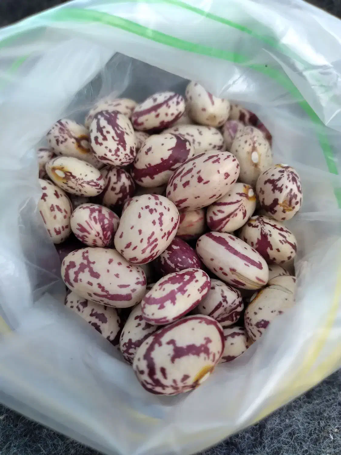 لوبیاچیتی تازه اردبیل عمده|خوردنی و آشامیدنی|بهارستان, |دیوار