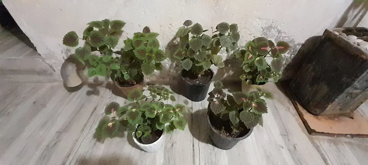 گل حسن یوسف|گل و گیاه طبیعی|اهواز, منبع اب|دیوار