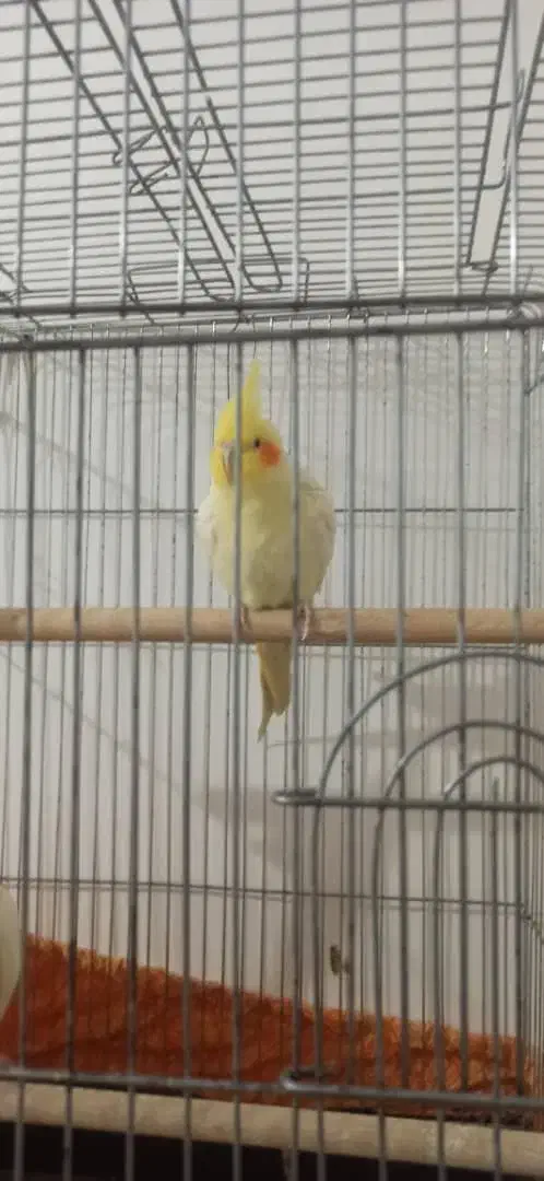 عروس هولندی لوتینو|پرنده|بندر امام خمینی, |دیوار