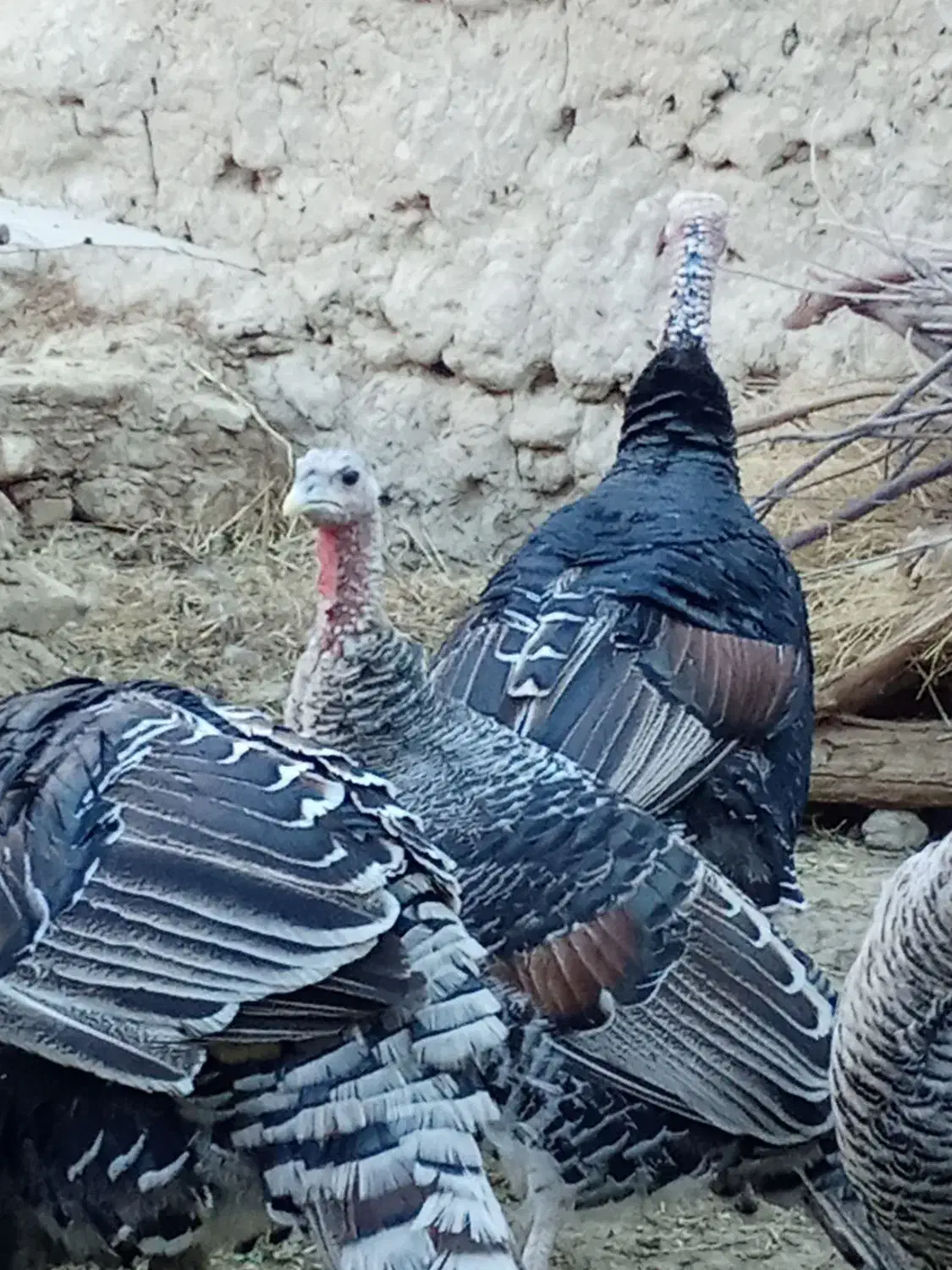 بوقلمون محلی|حیوانات مزرعه|خمک, |دیوار