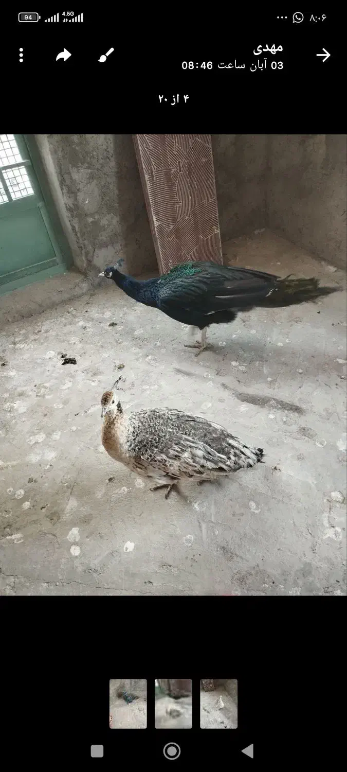 طاووس نرماده|پرنده|کرمان, |دیوار