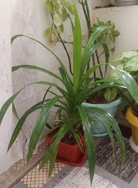 سه عدد گل اپارتمانی|گل و گیاه طبیعی|فارسان, |دیوار