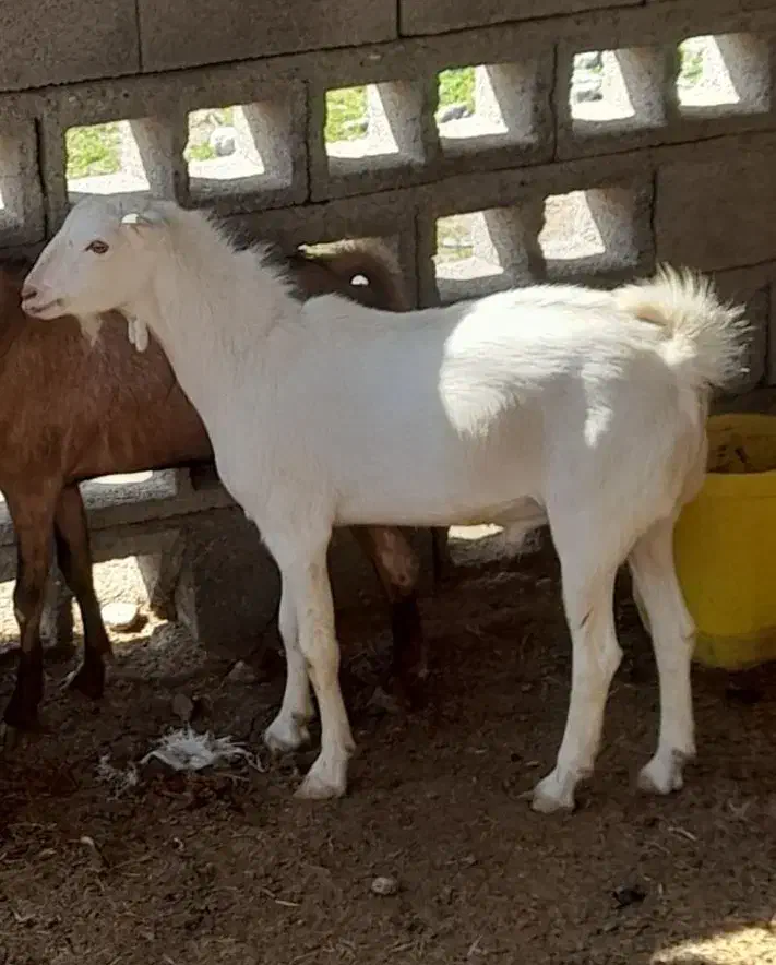 کهره نر|حیوانات مزرعه|تخت, |دیوار