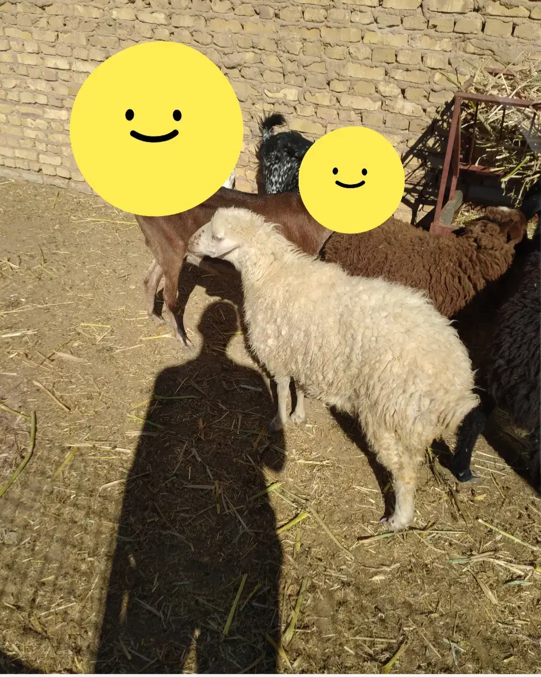 بره ماده|حیوانات مزرعه|یزد, |دیوار