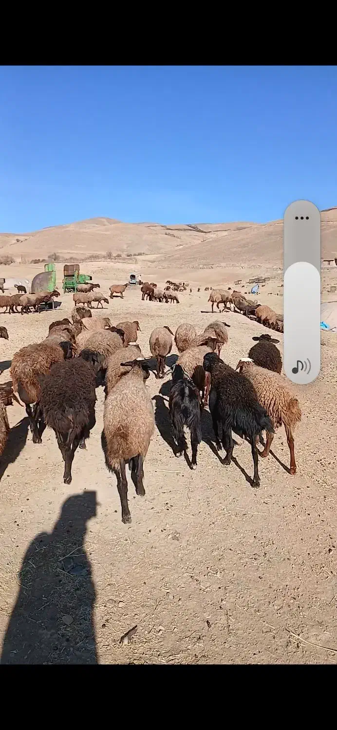 میش بره|حیوانات مزرعه|باوله, |دیوار