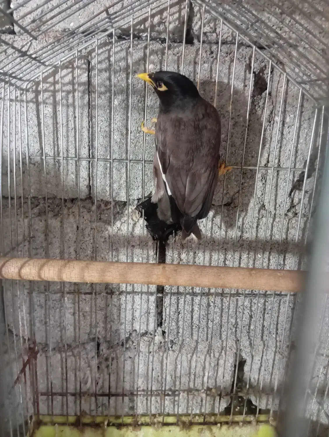 مرغ مینا|پرنده|حویق, |دیوار