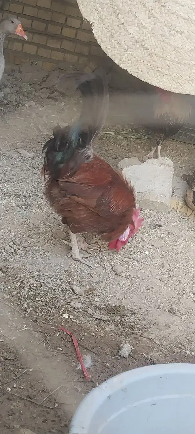 و غاز و خروس|حیوانات مزرعه|آبادان, |دیوار