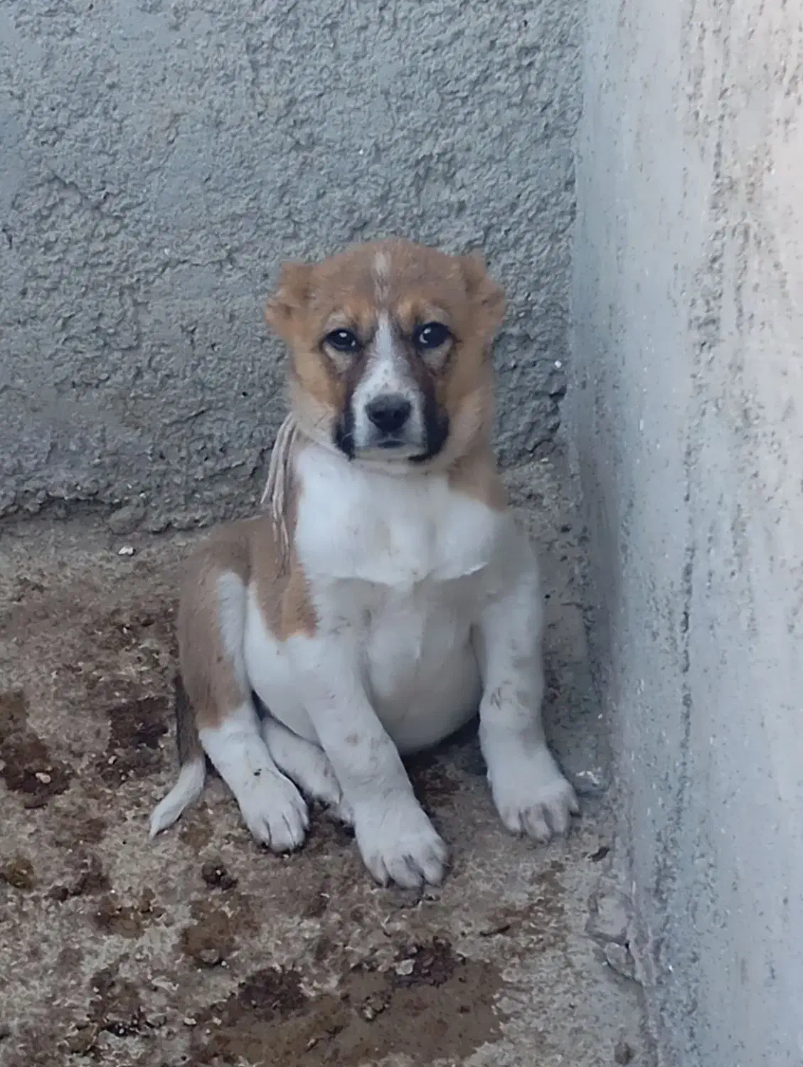 توله سرابی افغان|سگ|قزوین, |دیوار