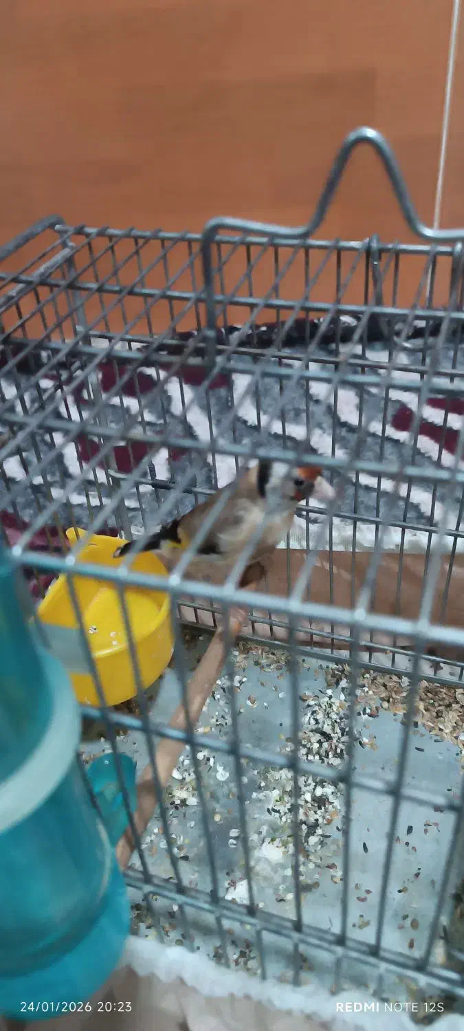 جوجه سهره نر|پرنده|کوهدشت, |دیوار