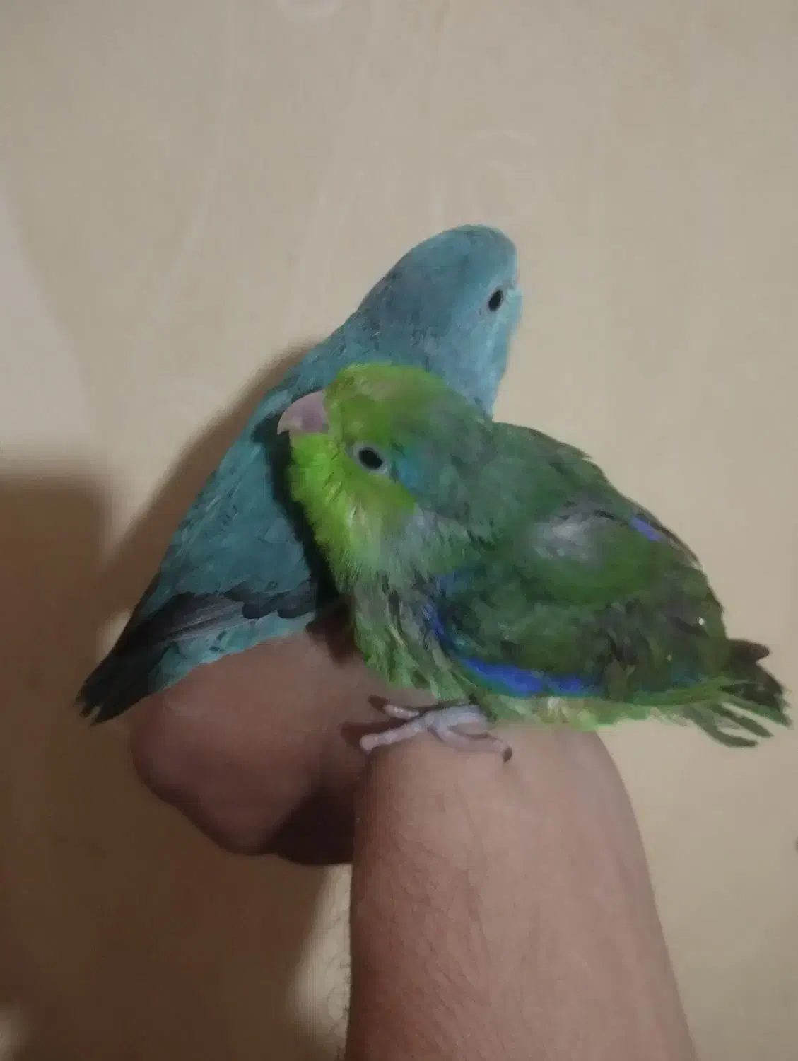 جوجه جفت پروتلت|پرنده|ری, شهادت|دیوار