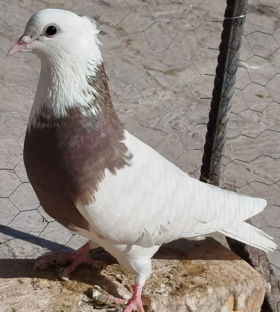 ک طوقی|پرنده|مبارکه, |دیوار