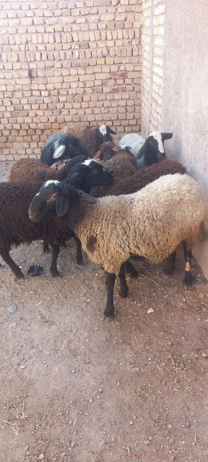 ۸راس بره نره چاق|حیوانات مزرعه|تاکستان, |دیوار