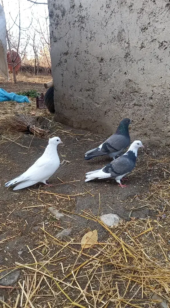 کبوتر گرفتنی|پرنده|مشگین شهر, |دیوار