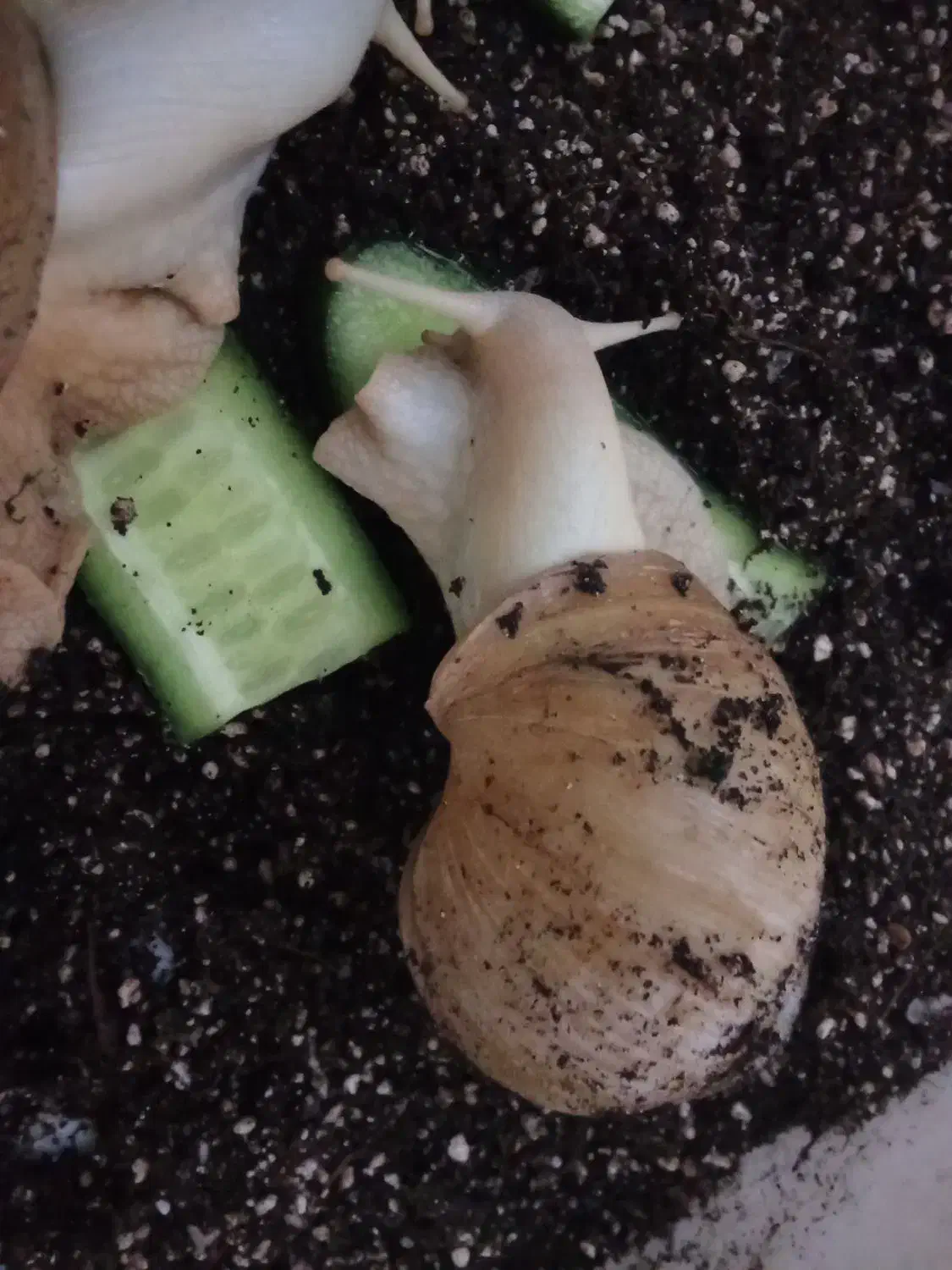 حلزون مولد|خزنده|آبادان, |دیوار