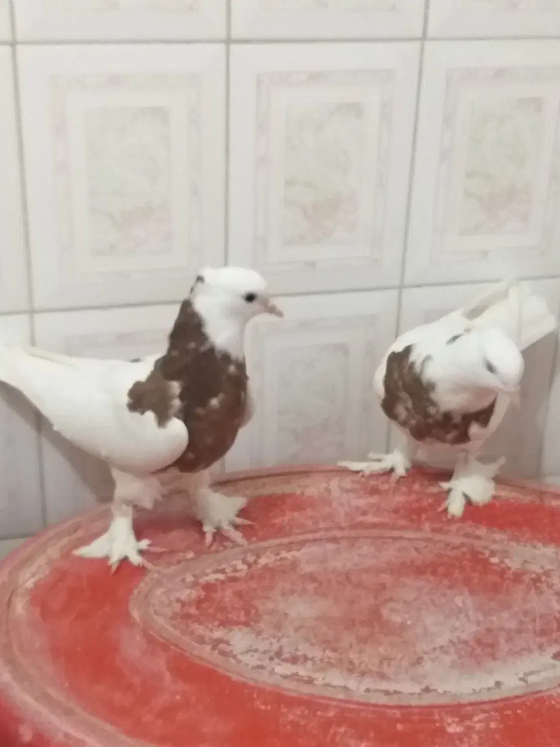 کبوتر‌طوقی مفلق|پرنده|اصفهان, مسجد مصلی|دیوار