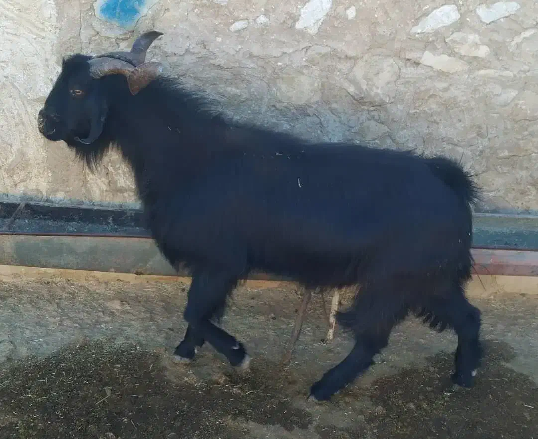 پازن تخمی کمر قوی|حیوانات مزرعه|رامهرمز, |دیوار